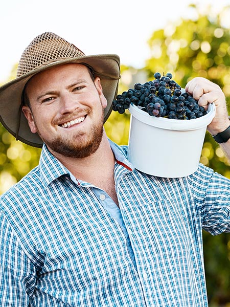 Vineyard, portrait and man with bucket of grapes at farm for harvest with agriculture quality control in field. Sustainable, nature and male farmer with organic and natural fruit in countryside.